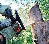 Tree and Shrub Care in Allendale, CA