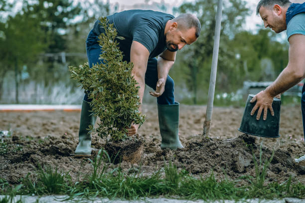 How Our Tree Care Process Works  in  Allendale, CA