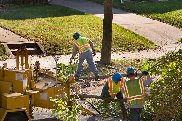 Best Utility Line Clearance  in Allendale, CA