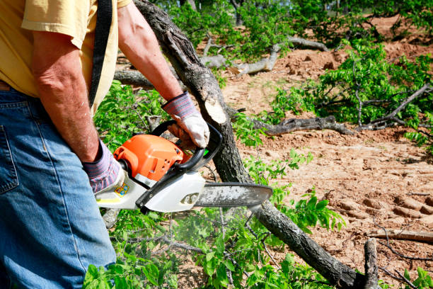 Best Tree Mulching  in Allendale, CA